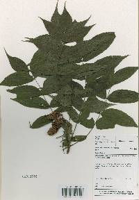 Platycarya strobilacea image