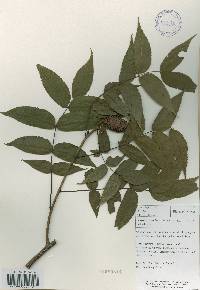 Platycarya strobilacea image