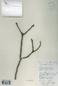 Platycarya strobilacea image