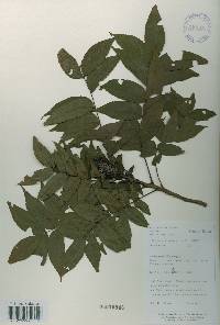 Platycarya strobilacea image