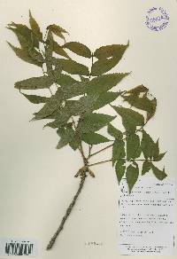 Platycarya strobilacea image