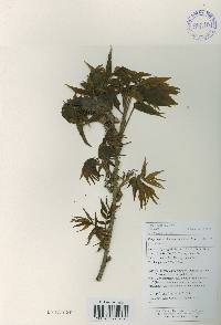 Platycarya strobilacea image