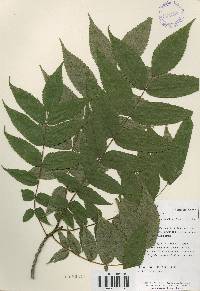 Platycarya strobilacea image