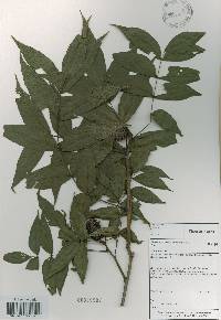 Platycarya strobilacea image