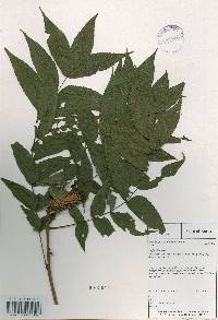 Platycarya strobilacea image