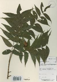 Platycarya strobilacea image