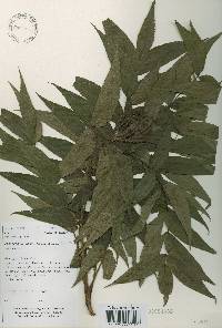 Platycarya strobilacea image