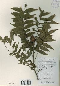Platycarya strobilacea image
