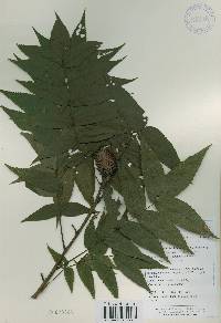 Platycarya strobilacea image