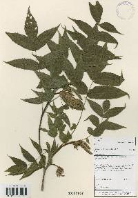 Platycarya strobilacea image