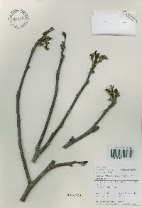 Platycarya strobilacea image