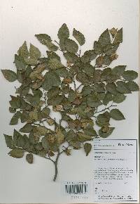 Carpinus turczaninovii image