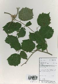 Corylus sieboldiana image