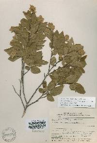 Carpinus turczaninovii image