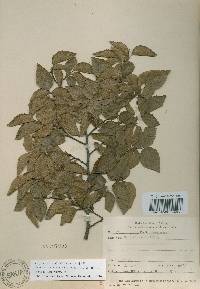 Carpinus turczaninovii image