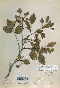 Carpinus turczaninovii image