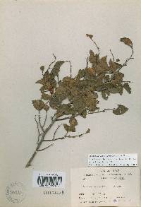 Carpinus turczaninovii image
