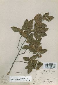Carpinus turczaninovii image