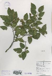Carpinus turczaninovii image