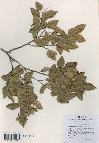 Carpinus turczaninovii image