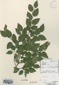 Carpinus turczaninovii image