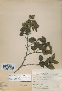 Carpinus turczaninovii image