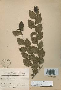 Carpinus turczaninovii image
