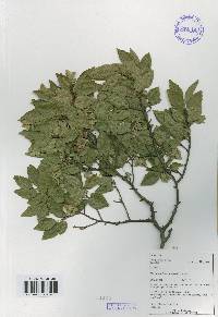 Carpinus turczaninovii image