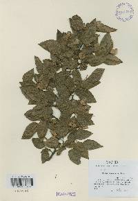 Carpinus turczaninovii image