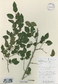 Carpinus turczaninovii image