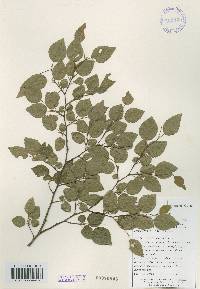 Carpinus turczaninovii image