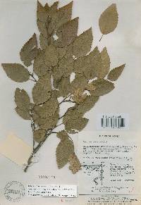 Carpinus turczaninovii image