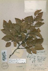 Carpinus turczaninovii image