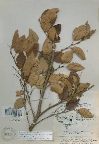 Carpinus turczaninovii image