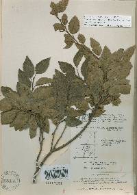 Carpinus turczaninovii image