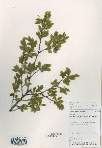 Carpinus turczaninovii image