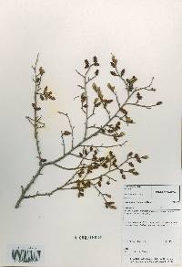 Carpinus turczaninovii image