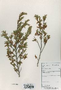 Carpinus turczaninovii image