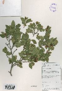 Carpinus turczaninovii image