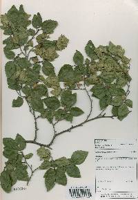 Carpinus turczaninovii image