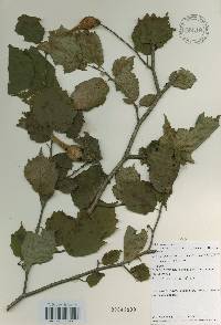 Corylus sieboldiana image