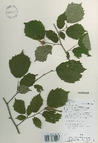Corylus sieboldiana image