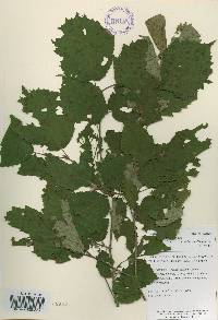 Corylus sieboldiana image