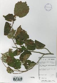 Corylus sieboldiana image