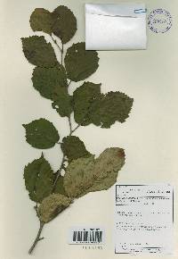 Corylus sieboldiana image