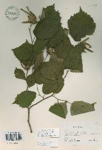 Corylus sieboldiana image