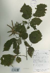 Corylus sieboldiana image