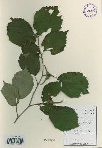 Corylus sieboldiana image