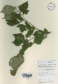 Corylus sieboldiana image