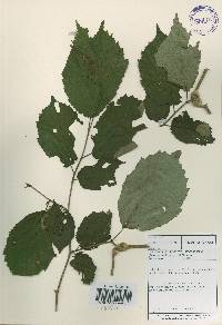 Corylus sieboldiana image